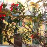 ...ciascuna delle quali � esaltata dal rosso intenso di otto fiori finti di Poinsettia (meglio conosciuta come "stella di Natale")